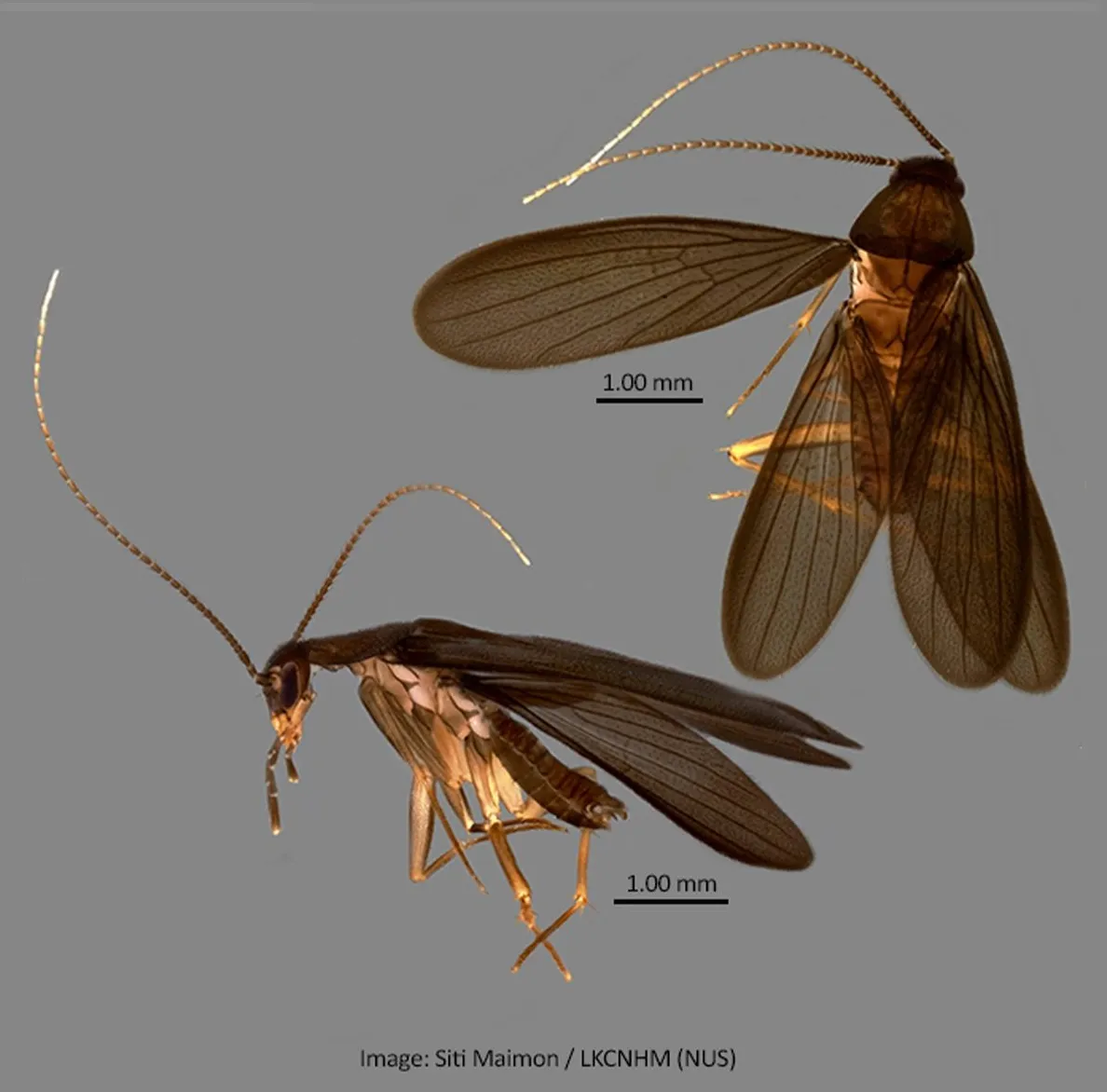 [혐?/스압/데이터] 포켓몬 이름을 딴 (실제) 동물 학명 몇가지 포켓몬스터 채널