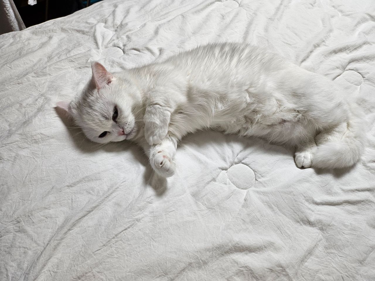 패션 바이 카카오 | 복실이 리본 강아지 모루인형 키링, image size:1280x960